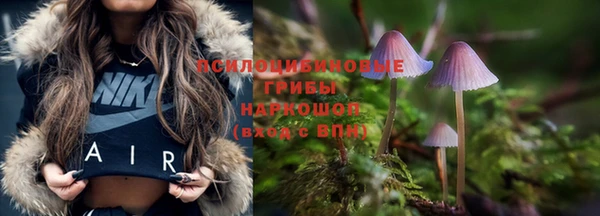 прущие грибы Абинск