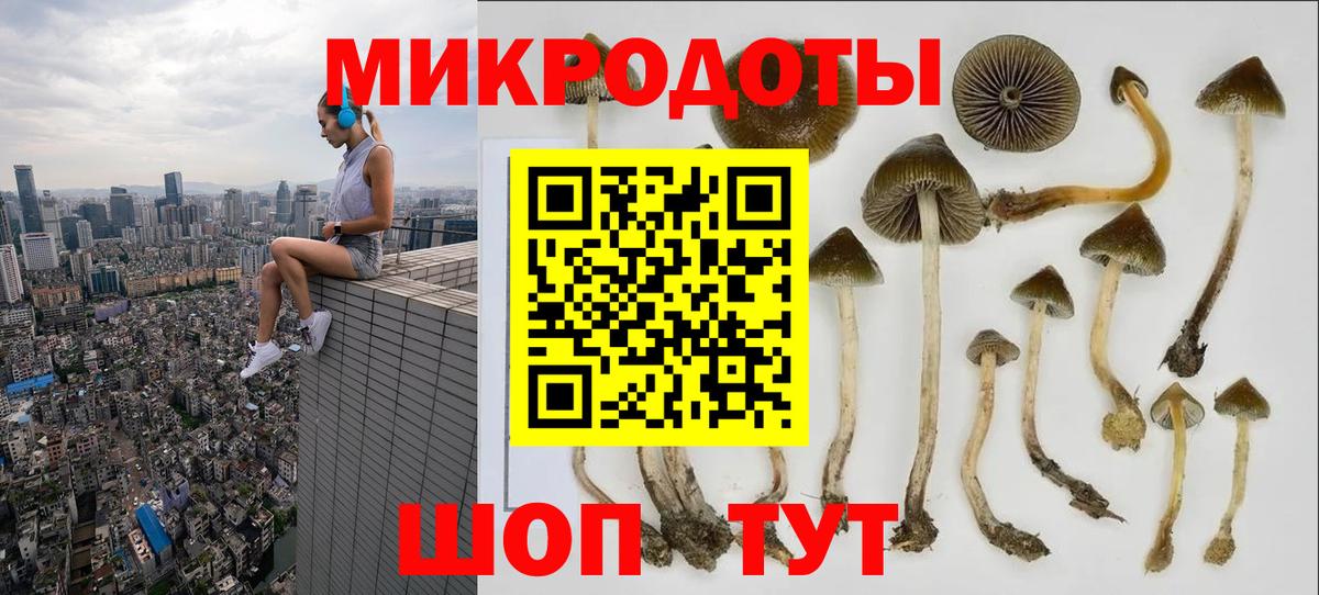 Галлюциногенные грибы Psilocybe Волжский